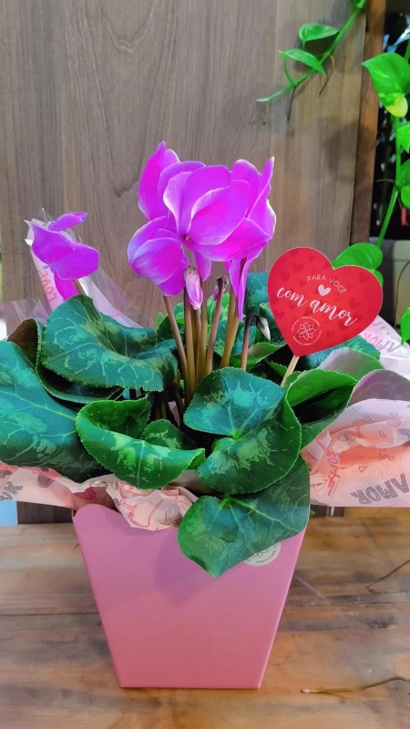 Ciclamen - Floricultura Santa Terezinha