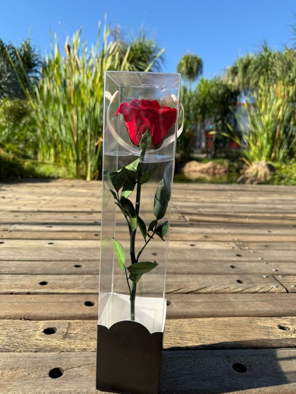 Rosa Preservada - Floricultura Santa Terezinha