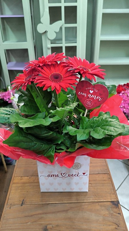 Gerbera - Floricultura Santa Terezinha