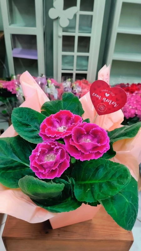 Gloxinia - Floricultura Santa Terezinha