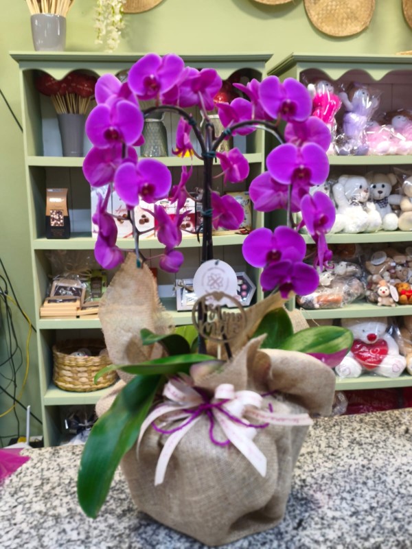 Orquídea - Floricultura Santa Terezinha