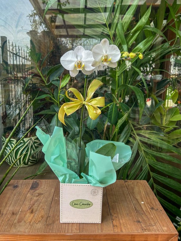 Orquidea phalenopsis - Floricultura Santa Terezinha