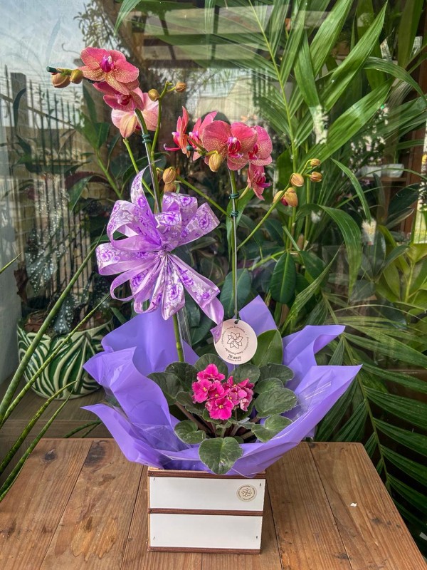 Orquidea phalenopsis - Floricultura Santa Terezinha