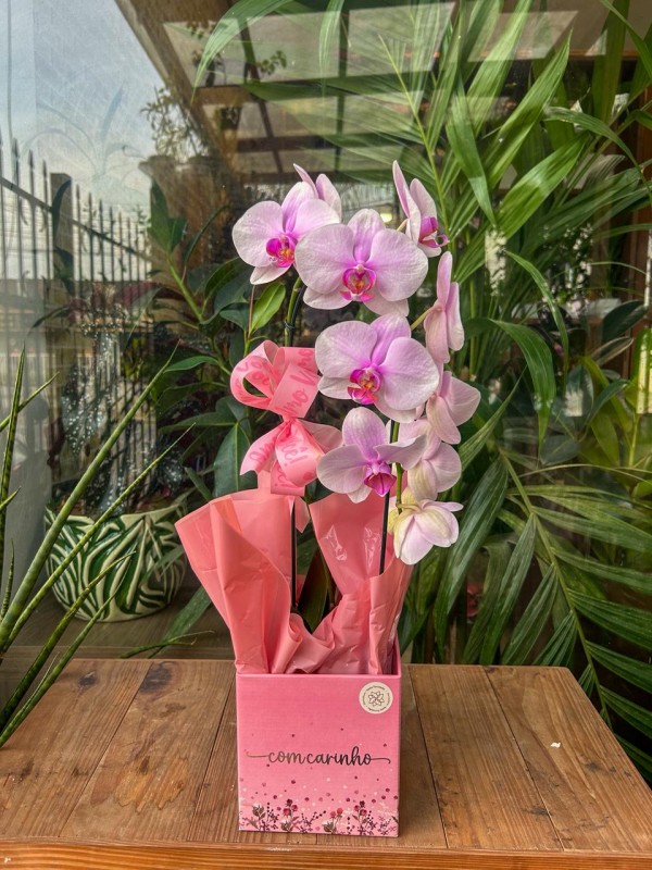 Orquidea phalenopsis - Floricultura Santa Terezinha