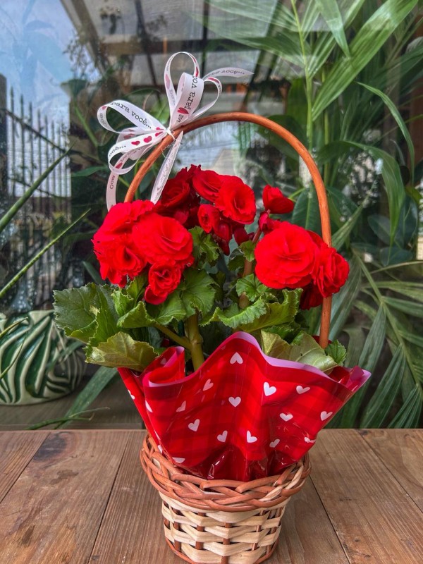 Begônia - Floricultura Santa Terezinha