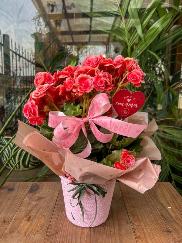 Begônia - Floricultura Santa Terezinha