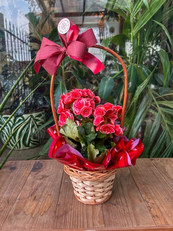 Begônia - Floricultura Santa Terezinha